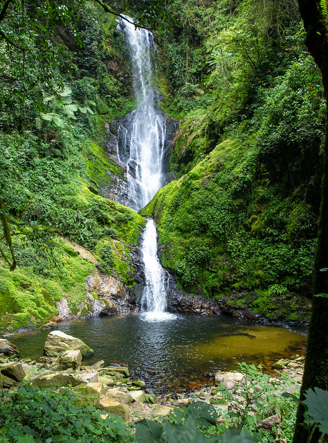 Ruta privada por Nyungwe National Park en Ruanda con bosque tropical