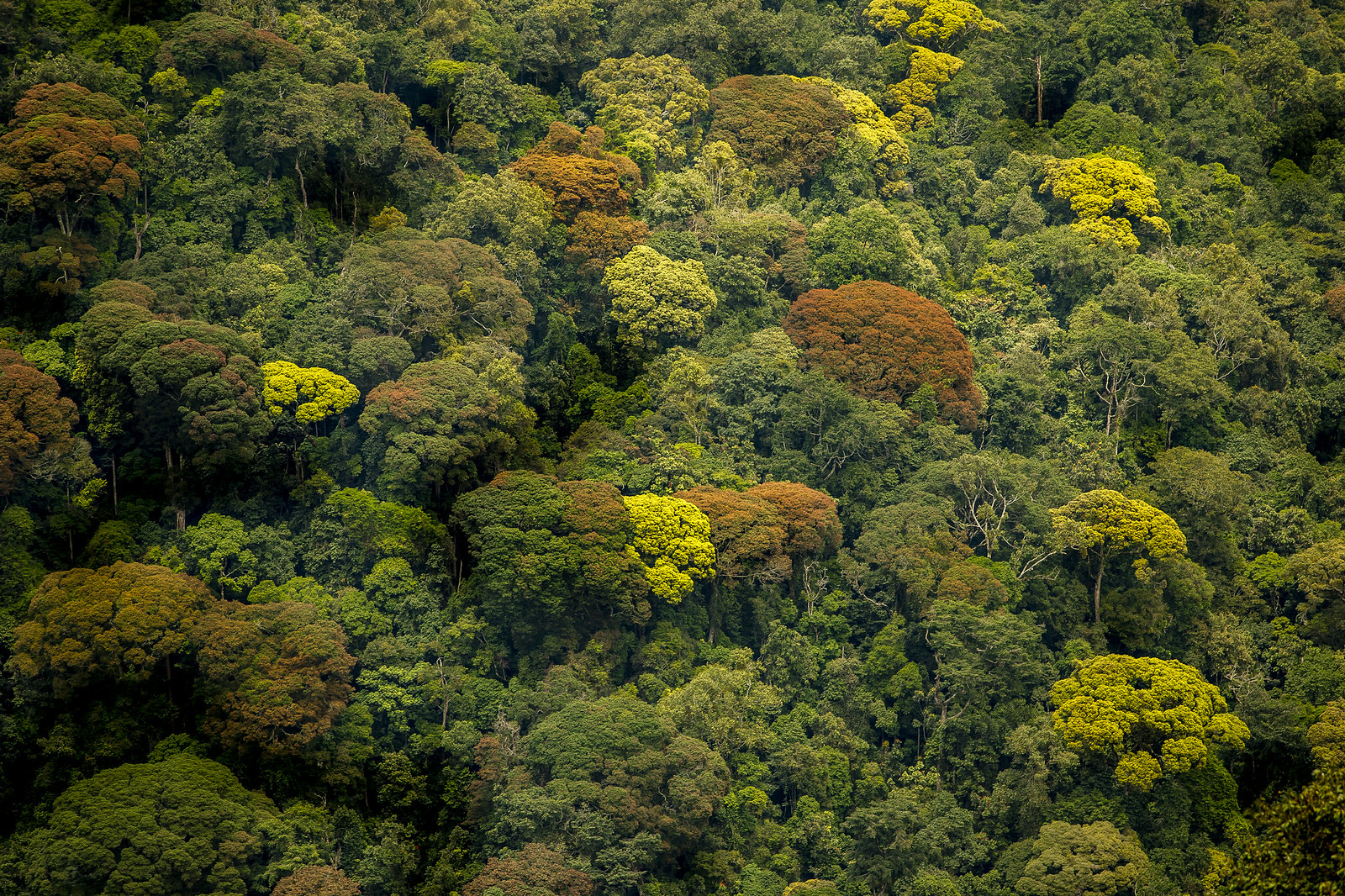 Bosque tropical de Nyungwe National Park en Ruanda dentro de una ruta privada