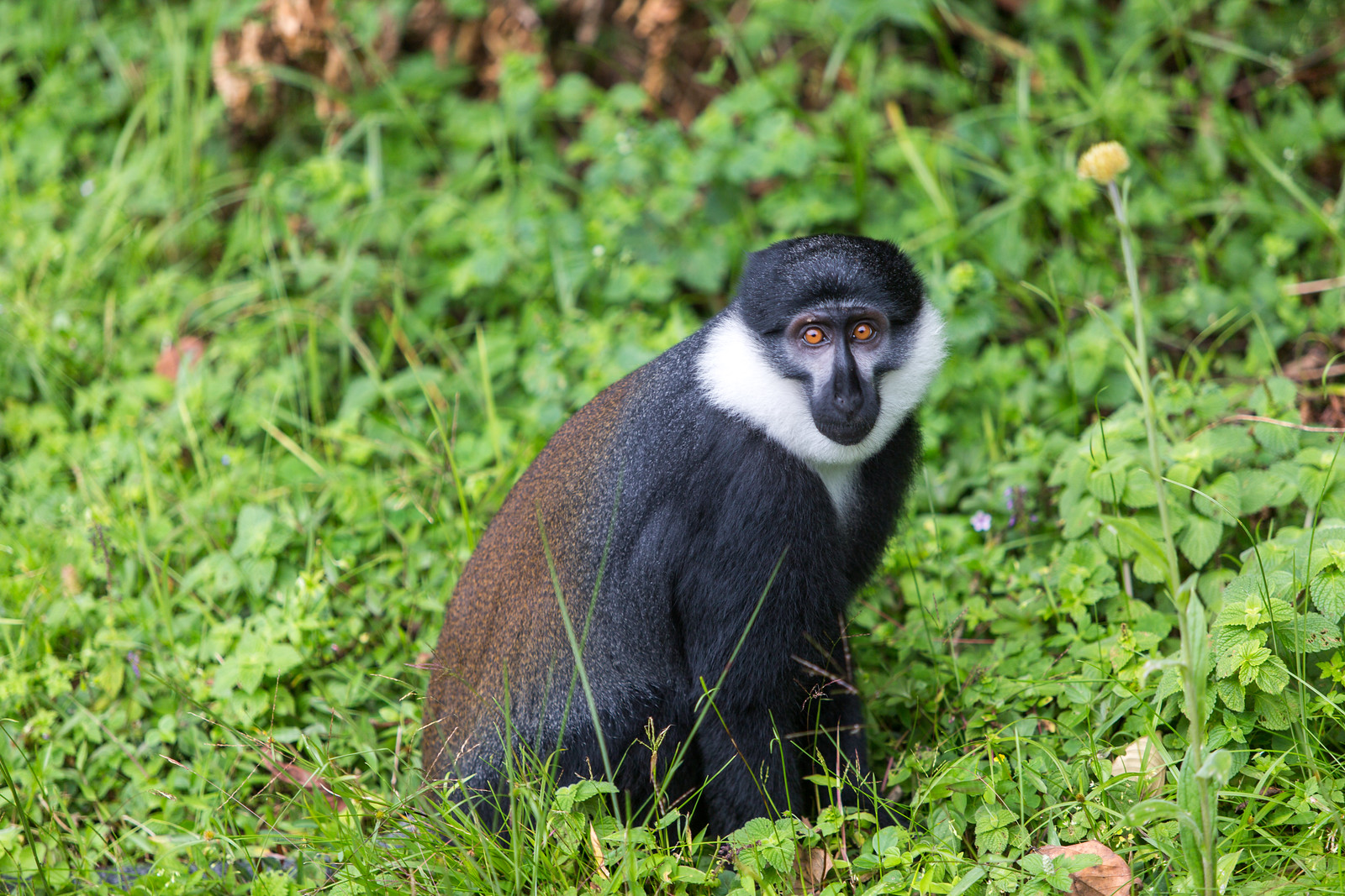 Biodiversidad y bosque tropical en Nyungwe National Park Ruanda