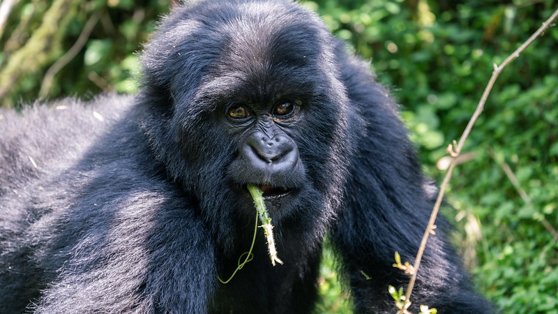 Viaje de lujo a Ruanda con gorilas de montaña y safari privado