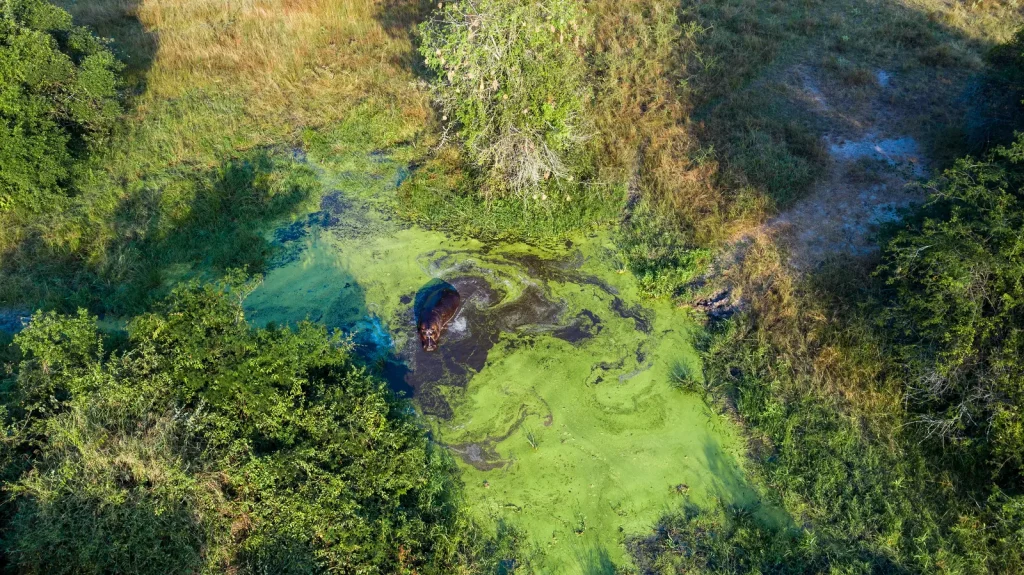 Akagera National Park en Ruanda durante un safari privado con hipopótamos