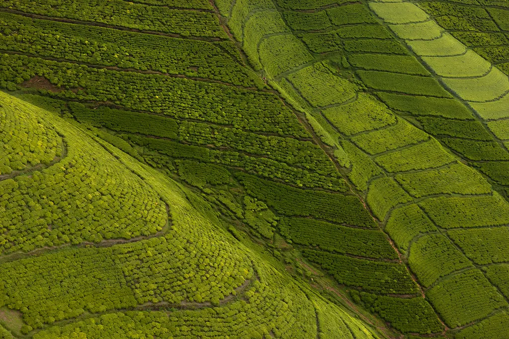 Clima en Ruanda con colinas verdes durante la temporada verde