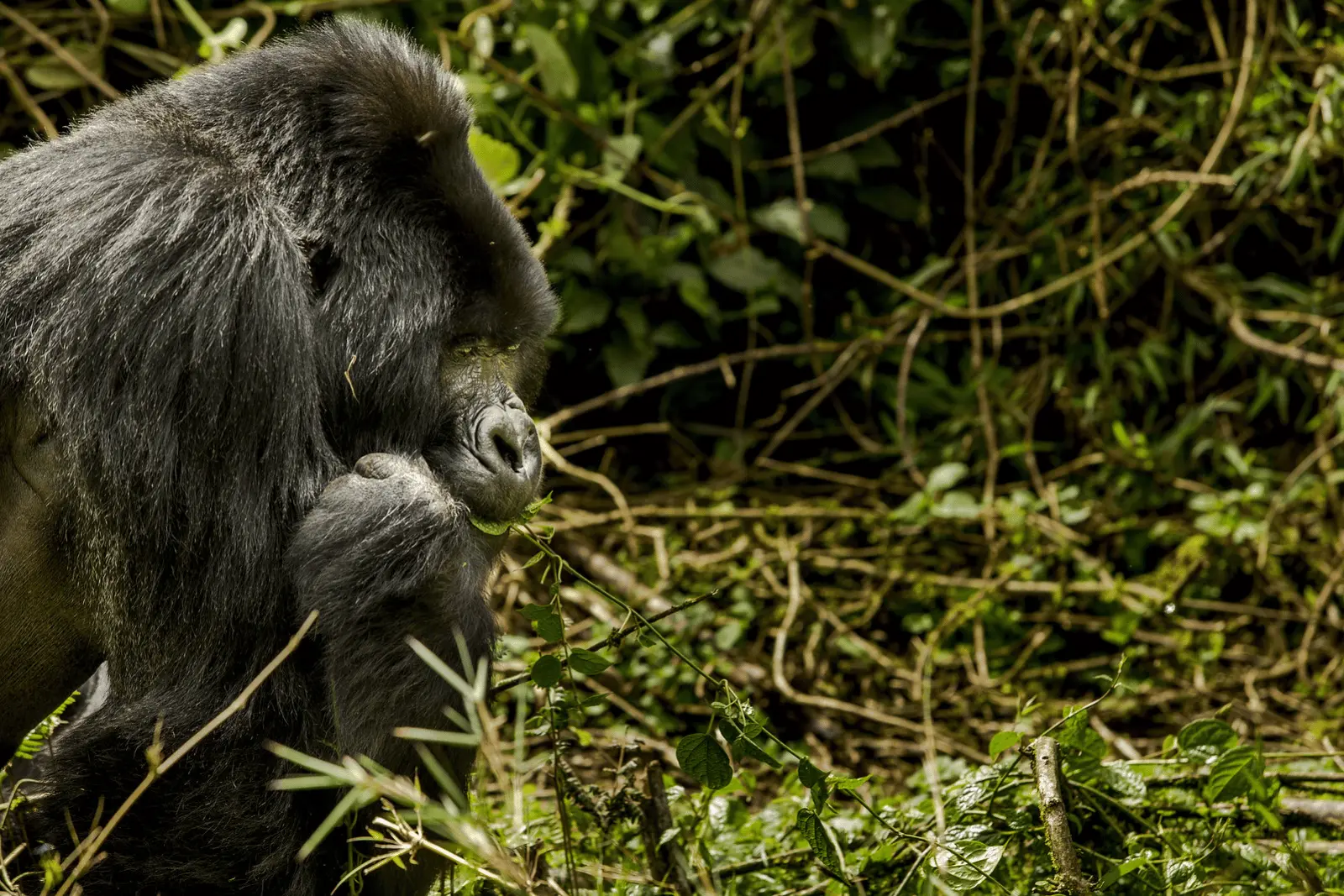 Consejos prácticos para hacer trekking de gorilas en Ruanda