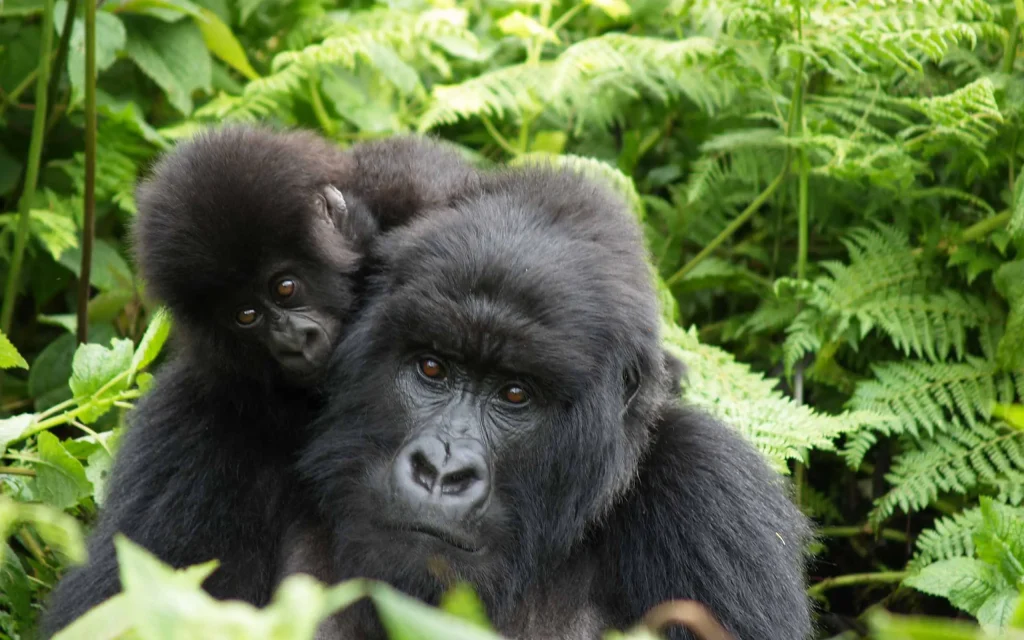 Gorilas de montaña durante un safari de lujo en Ruanda