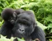 Gorilas de montaña durante un safari de lujo en Ruanda