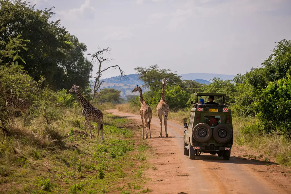 Ruanda o Uganda para ver gorilas en un viaje privado por África Oriental