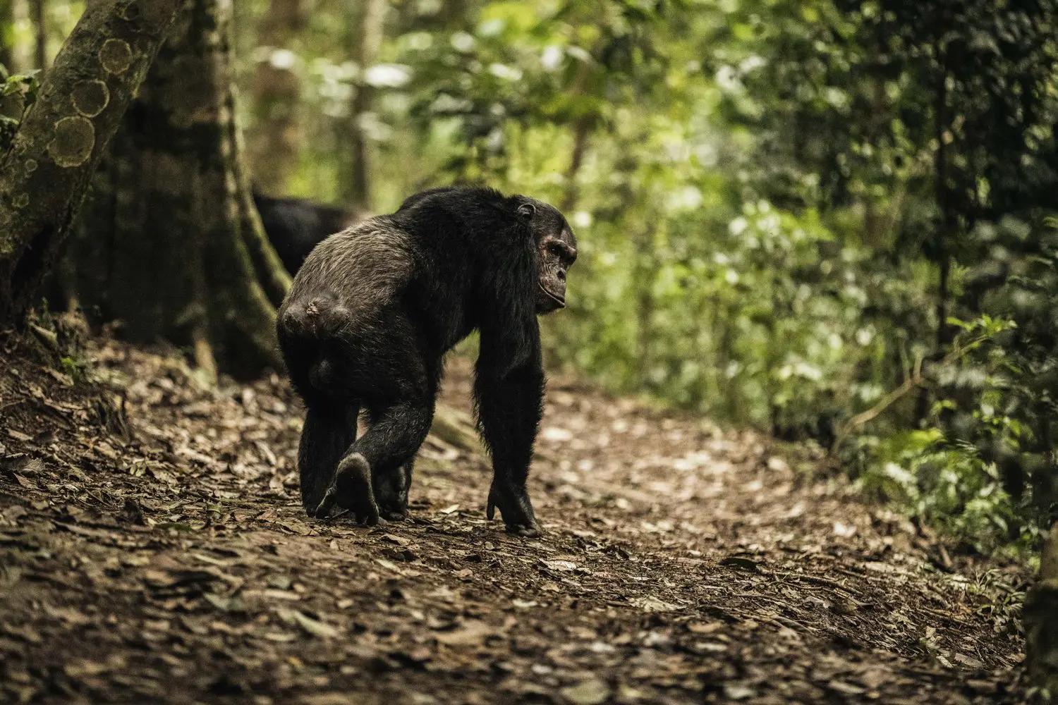 Bosque tropical de Nyungwe en un viaje privado de lujo a Ruanda