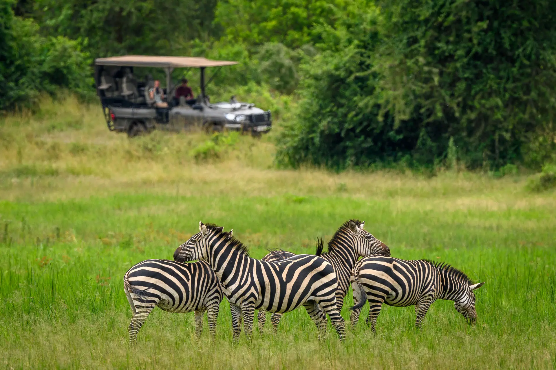 Safari privado en Akagera National Park durante un viaje de lujo a Ruanda