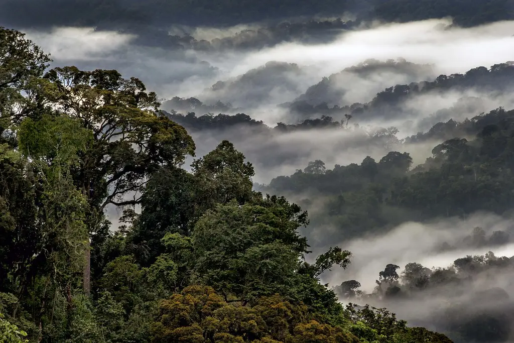 Temporada verde en Ruanda con bosque tropical niebla y paisaje húmedo