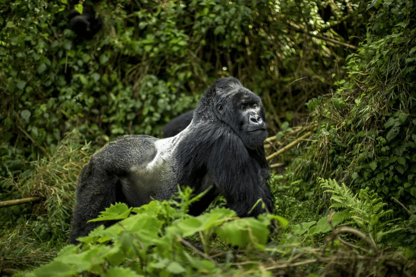 Viaje privado a Ruanda con gorilas de montaña y lodge de lujo