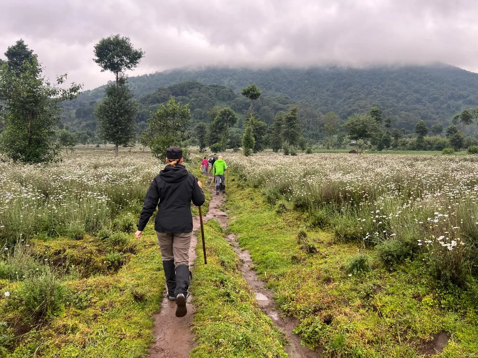 Trekking de gorilas en Ruanda por el bosque de los volcanes