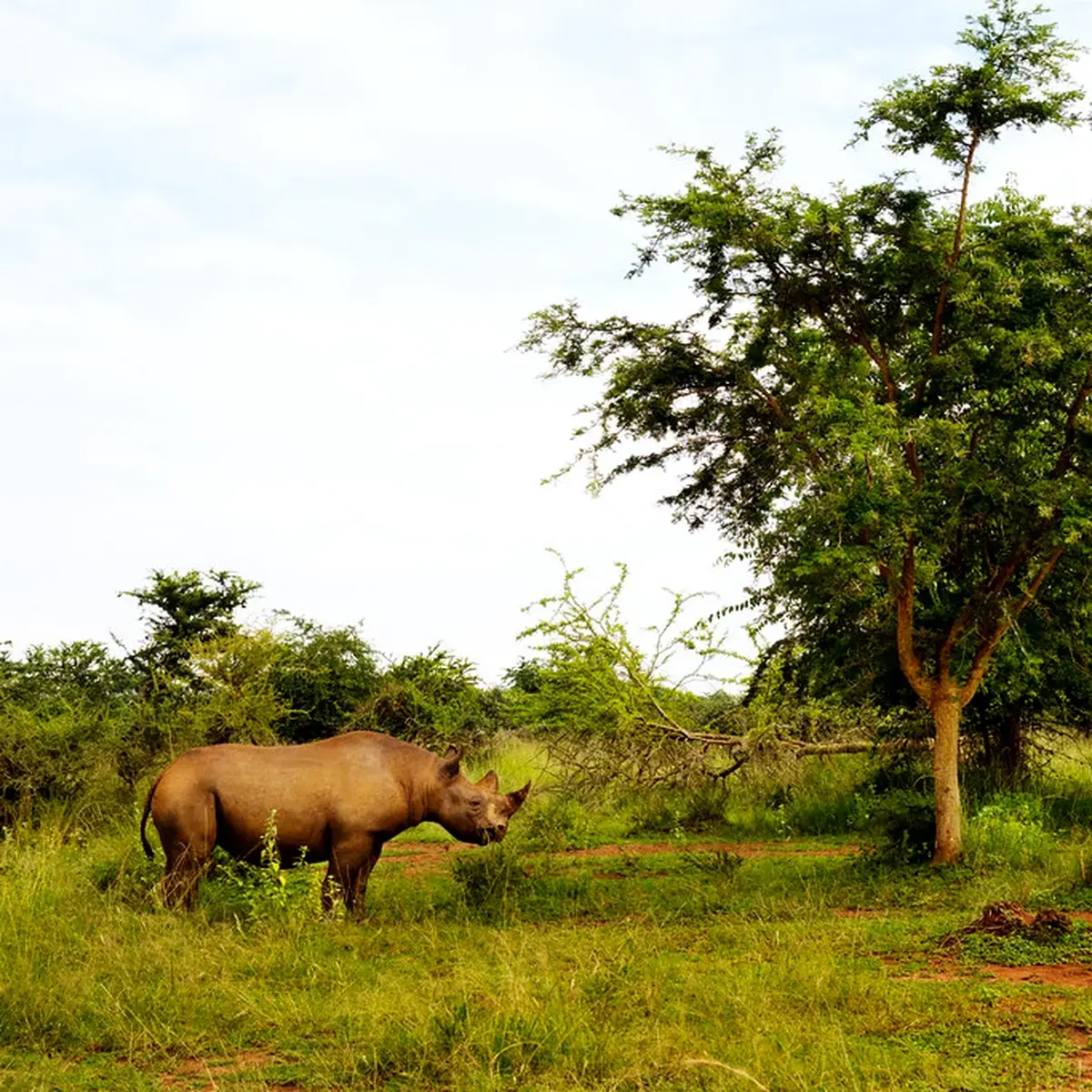 Conservación en Akagera National Park durante un safari privado en Ruanda