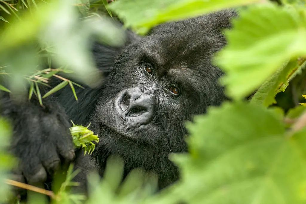 Gorila de montaña en Ruanda durante un viaje privado de lujo diseñado por Rwanda Elite