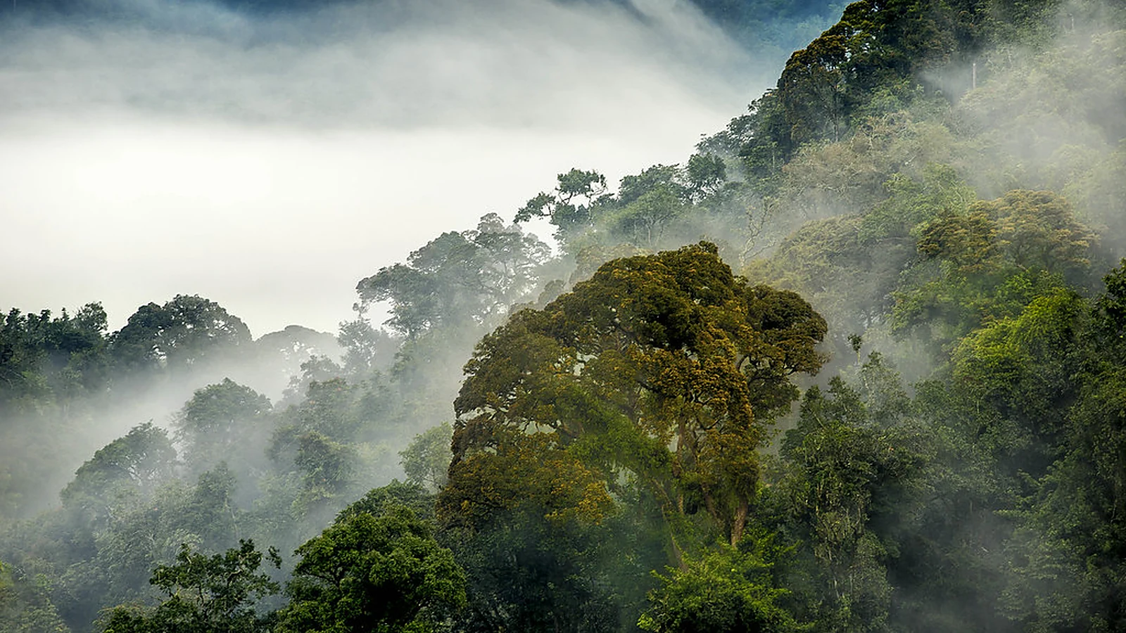 Nyungwe National Park con bosque tropical, niebla y biodiversidad en Ruanda