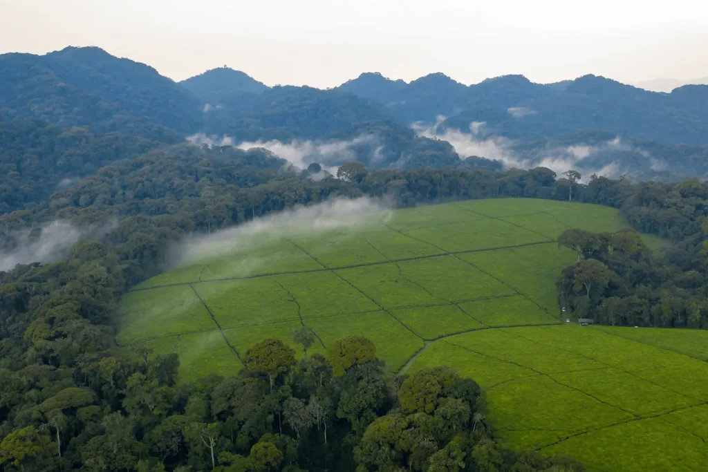 Nyungwe National Park dentro de una ruta privada por Ruanda